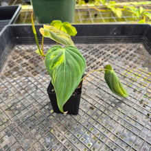 Load image into Gallery viewer, Philodendron Hederaceum Micans Aurea, Exact Plant Variegated Ships Nationwide
