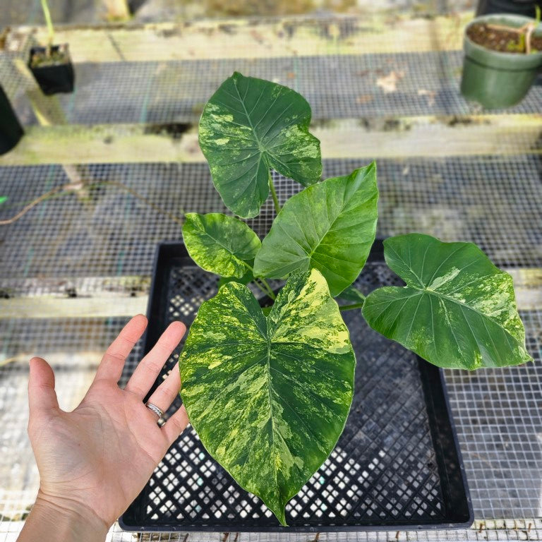 Alocasia Gageana Aurea, Exact Plant Variegated with babies