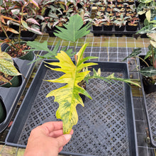 Load image into Gallery viewer, Philodendron Florida Beauty X Tortum Variegated exact plant, Fedex 2day*
