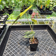 Load image into Gallery viewer, Alocasia Sanderiana Bull Aurea Variegated exact plant, Fedex 2day*
