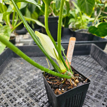 Load image into Gallery viewer, Philodendron Minarum &#39;Lime Fiddle&#39;, Exact Plant Ships Nationwide
