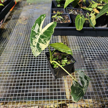 Load image into Gallery viewer, Alocasia Frydek, Exact Plant Variegated
