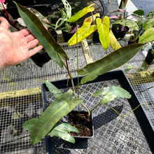 Load image into Gallery viewer, Philodendron Atabapoense, Exact Plant Ships Nationwide
