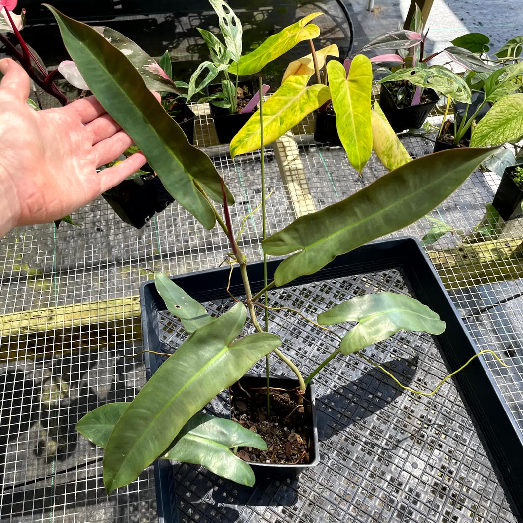 Philodendron Atabapoense, Exact Plant Ships Nationwide