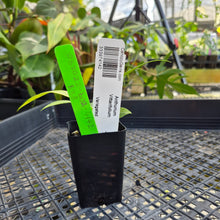 Load image into Gallery viewer, Anthurium Vittarifolium , Exact Plant Variegated Ships Nationwide
