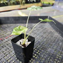 Load image into Gallery viewer, Alocasia Odora Batik, Exact Plant Variegated Ships Nationwide
