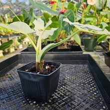 Load image into Gallery viewer, Alocasia Odora, Okinawa Silver, Exact Plant Variegated Ships Nationwide
