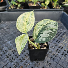 Load image into Gallery viewer, Scindapsus Peasun, Exact Plant Variegated Ships Nationwide
