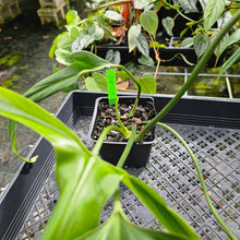 Load image into Gallery viewer, Philodendron Holtonianum, Exact Plant
