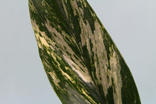 Load image into Gallery viewer, Variegated Monstera Standleyana Aurea exact plant, ships nationwide
