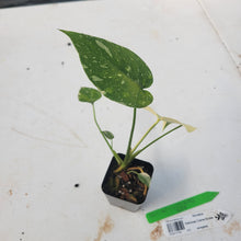 Load image into Gallery viewer, Monstera deliciosa green snow, Exact Plant Ships Nationwide
