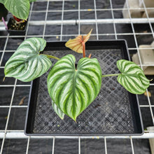 Load image into Gallery viewer, Philodendron Plowmanii, Exact Plant Round Form Ships Nationwide
