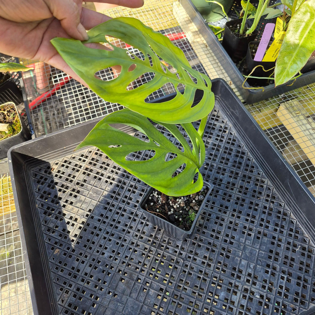 Monstera Esqueleto, Exact Plant Ships Nationwide