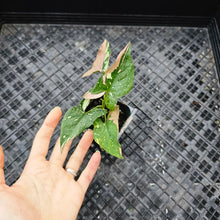 Load image into Gallery viewer, Syngonium Red Spot Tricolor, Exact Plant Variegated Ships Nationwide
