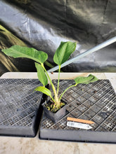 Load image into Gallery viewer, Anthurium Spectabile, Exact Plant Ships Nationwide
