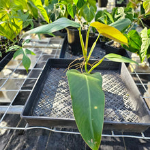 Load image into Gallery viewer, Philodendron Sagittifolium, Tuxtlanum Rubra, Exact Plant Ships Nationwide
