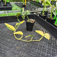 Load image into Gallery viewer, Monstera Standleyana Aurea, Exact Plant Variegated Ships Nationwide
