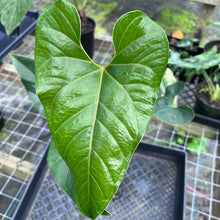 Load image into Gallery viewer, Anthurium Decipiens, Exact Plant
