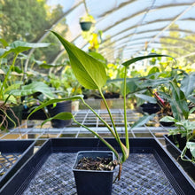 Load image into Gallery viewer, Monstera Burle Marx Flame, Exact Plant
