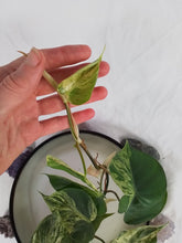 Load image into Gallery viewer, Philodendron Hederaceum, Heart Leaf, Exact Plant Variegated
