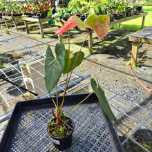 Load image into Gallery viewer, Anthurium Anuenue Obake bicolor, pink/ green, Exact Plant
