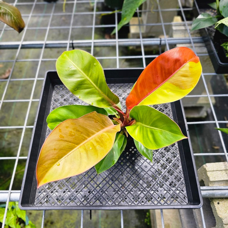 Philodendron Red Moon, Exact Plant Variegated