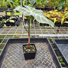 Load image into Gallery viewer, Alocasia Longiloba Lowii, Exact Plant Ships Nationwide
