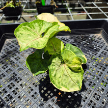 Load image into Gallery viewer, Syngonium Mango Allusion, Orm Thong Variegated exact plant, Fedex 2day*
