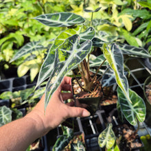 Load image into Gallery viewer, Alocasia Bambino Aurea Variegated 2.5" pot, Fedex 2day*
