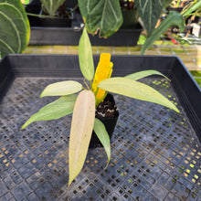 Load image into Gallery viewer, Philodendron Whipple Way, Exact Plant Variegated Ships Nationwide
