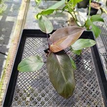 Load image into Gallery viewer, Philodendron Royal Queen, Exact Plant Ships Nationwide
