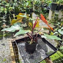 Load image into Gallery viewer, Philodendron Pink Princess Variegated exact plant, Fedex 2day*
