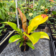 Load image into Gallery viewer, Philodendron Red Moon. not Yellow Flame, Exact Plant Variegated

