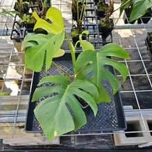 Load image into Gallery viewer, Monstera Borsigiana Aurea, Exact Plant Variegated Ships Nationwide
