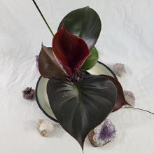 Load image into Gallery viewer, Philodendron Red Heart, Exact Plant
