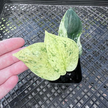Load image into Gallery viewer, Scindapsus Jade Satin Marble Queen Variegated 2.5" pot, Fedex 2day*
