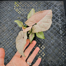 Load image into Gallery viewer, Syngonium Pink Spot Variegated 2.5" pot, Fedex 2day*
