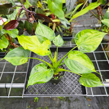 Load image into Gallery viewer, Alocasia Cucullata, Exact Plant Variegated
