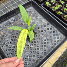 Load image into Gallery viewer, Anthurium Vittarifolium , Exact Plant Variegated Ships Nationwide

