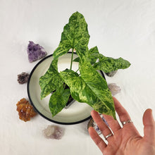 Load image into Gallery viewer, Syngonium Mojito Variegated 4&quot; pot, ships nationwide
