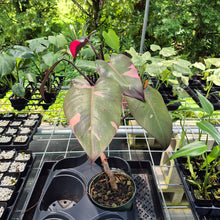 Load image into Gallery viewer, Philodendron Pink Princess Variegated exact plant, Fedex 2day*
