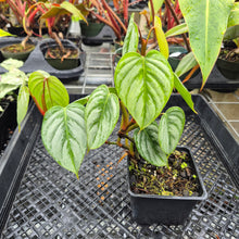 Load image into Gallery viewer, Philodendron Sodiroi True Form, Exact Plant Ships Nationwide
