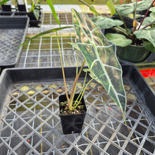 Load image into Gallery viewer, Alocasia Sanderiana Bull Aurea, Exact Plant Variegated
