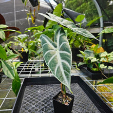 Load image into Gallery viewer, Alocasia Longiloba Lowii, Exact Plant medium
