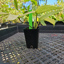 Load image into Gallery viewer, Philodendron Florida Ghost, Exact Plant Ships Nationwide
