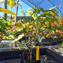 Load image into Gallery viewer, Philodendron Quercifolium, Exact Plant Ships Nationwide
