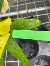Load image into Gallery viewer, Philodendron Florida Beauty, Exact Plant Variegated
