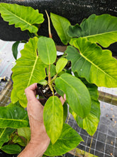 Load image into Gallery viewer, Philodendron Jungle Fever Mint Variegated 2.5" pot, Fedex 2day
