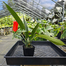 Load image into Gallery viewer, Anthurium Sherzerianum &quot;Pig Tail&quot;, Exact Plant Ships Nationwide
