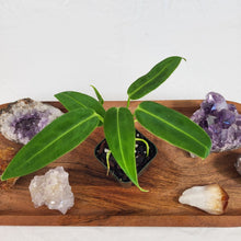 Load image into Gallery viewer, Anthurium Warocqueanum, Queen 2.5&quot; Pot, Fedex 2 day*
